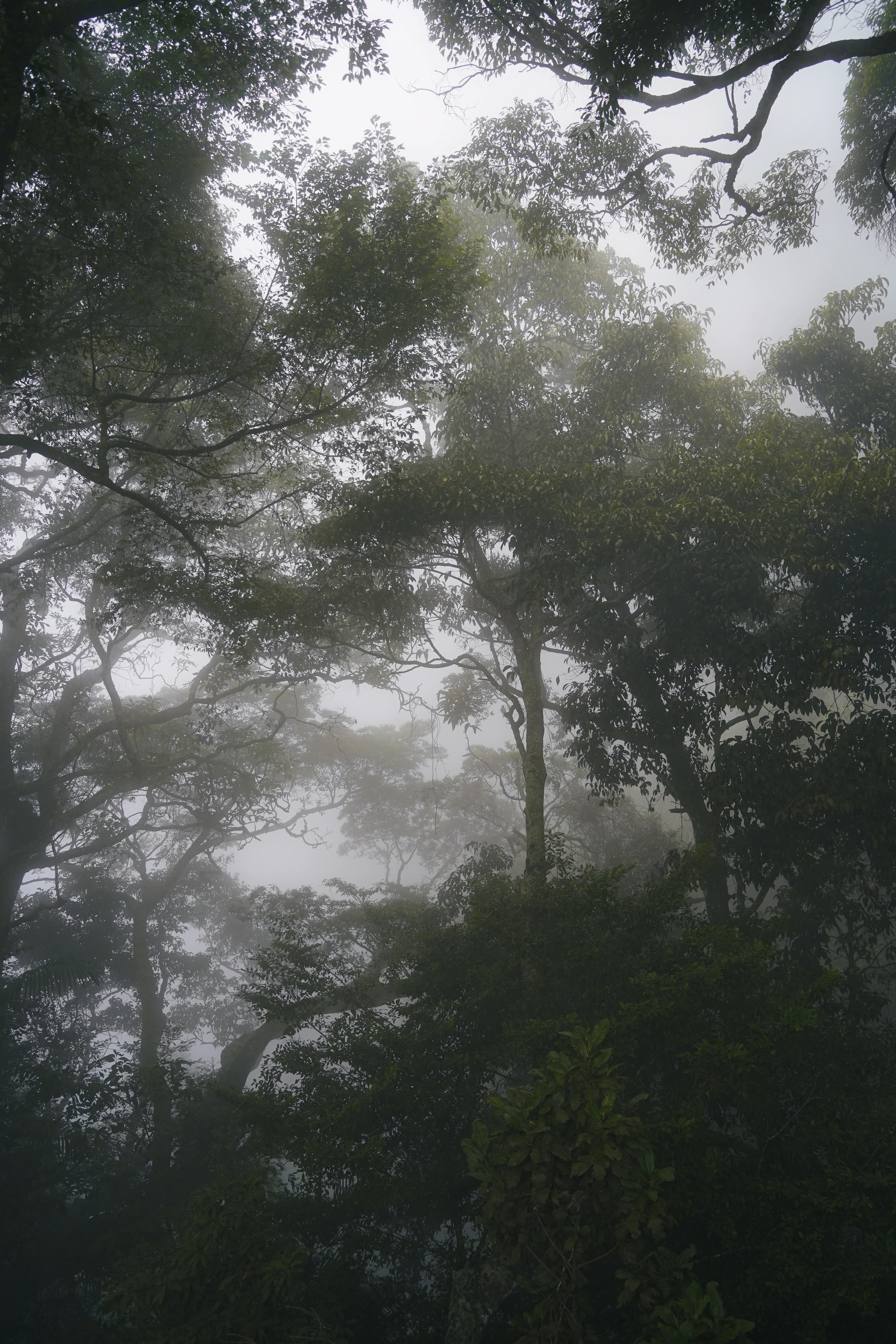 Kodaikanal Travel Guide: When to Go, What to See, and How to Make the Most of Your Trip