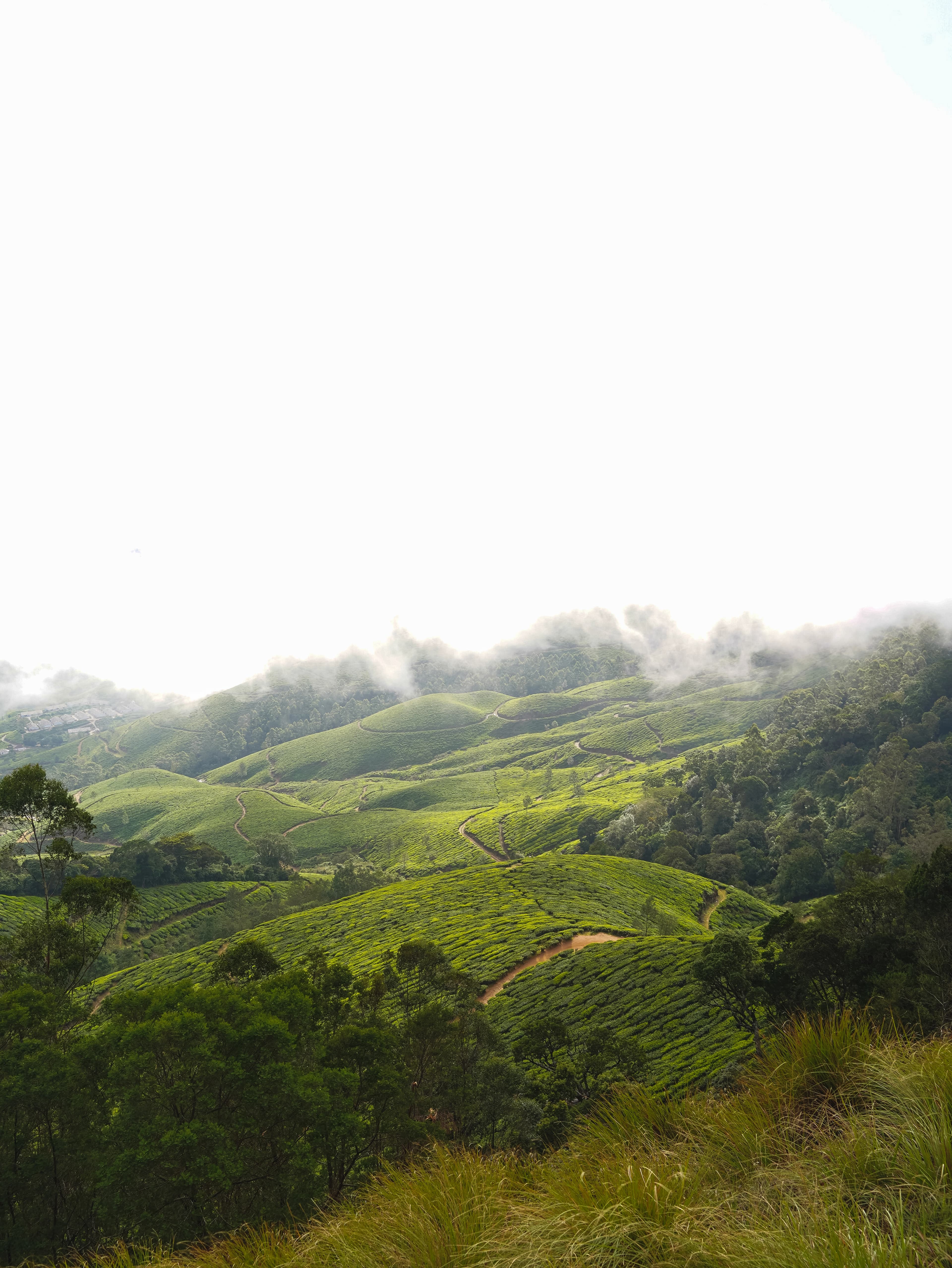Munnar Travel Guide 2025: Top Attractions, Tea Plantations & Hidden Gems
