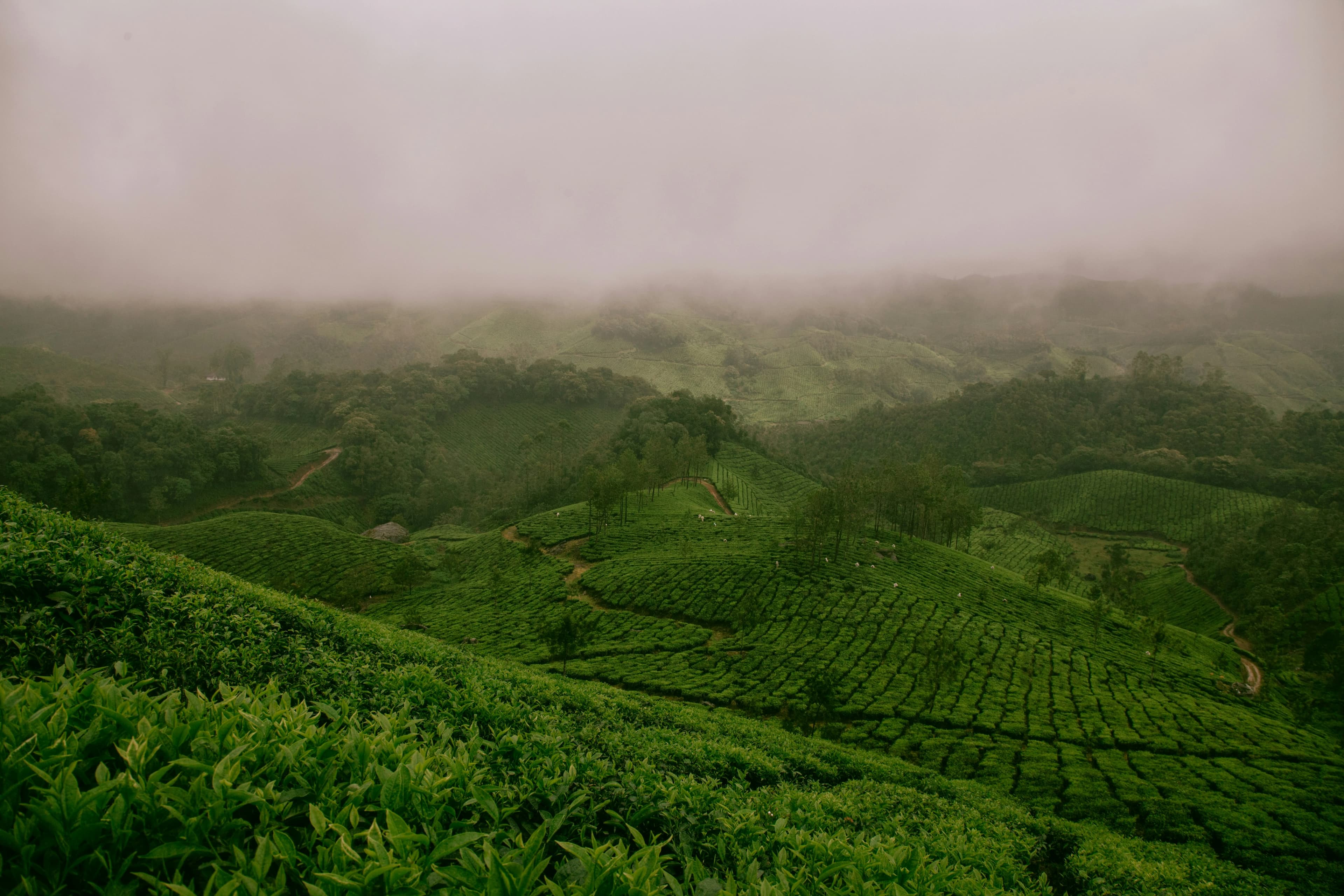 Ooty Travel Essentials: Where to Go, When to Go & Everything in Between