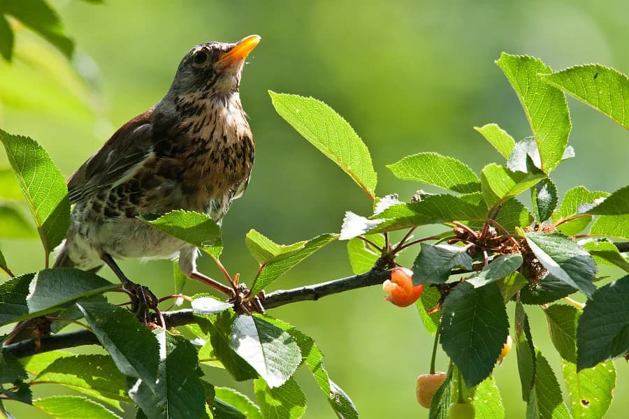 Go for bird-watching