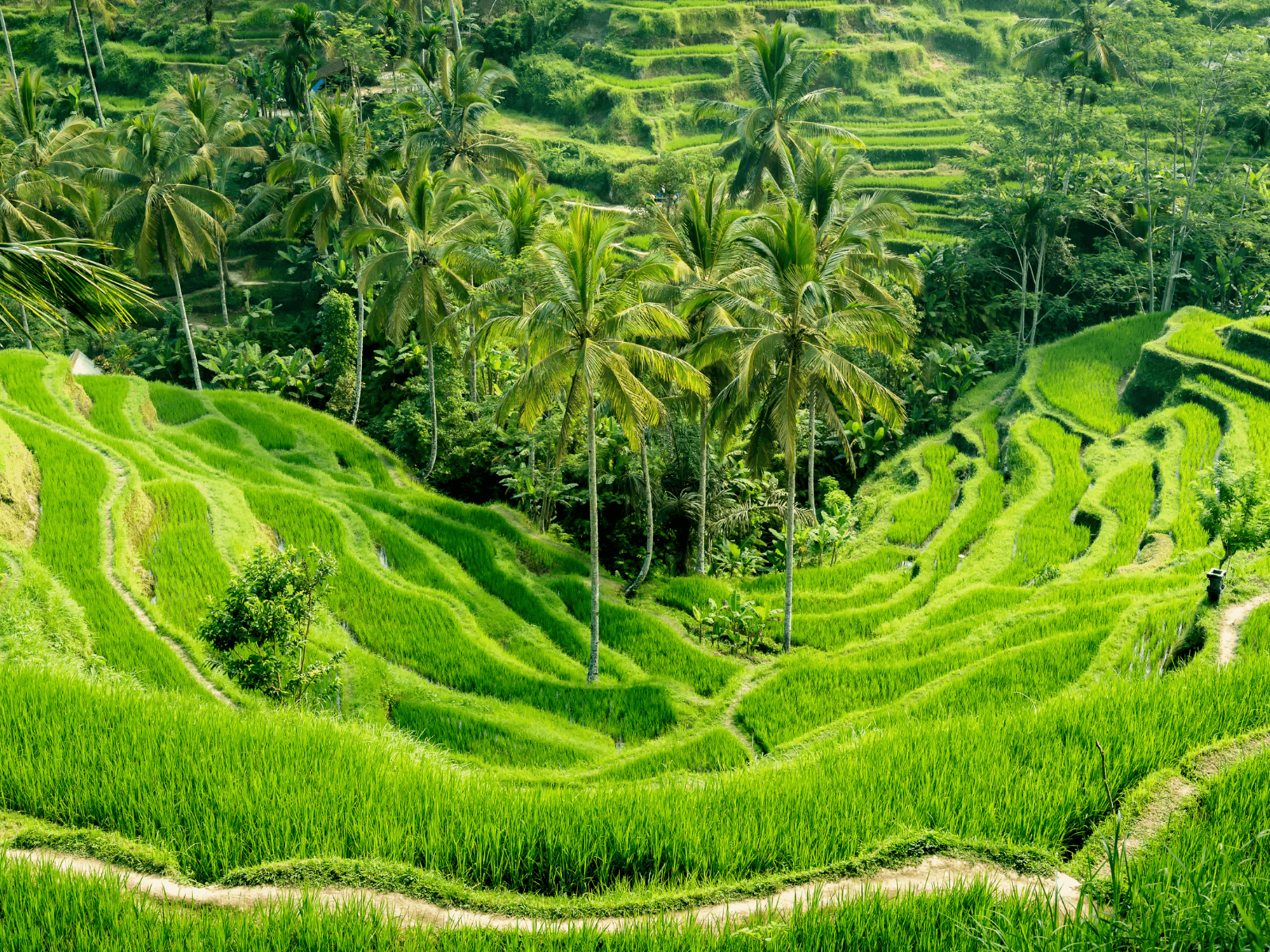 Bali Getaway with Ubud Culture and Kuta Coastline