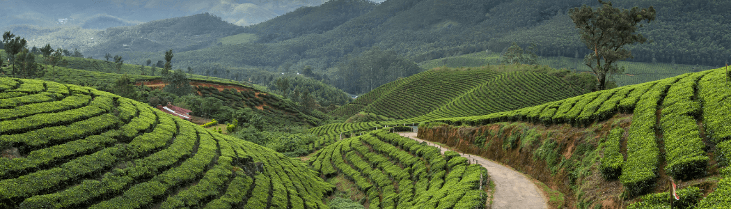 South India