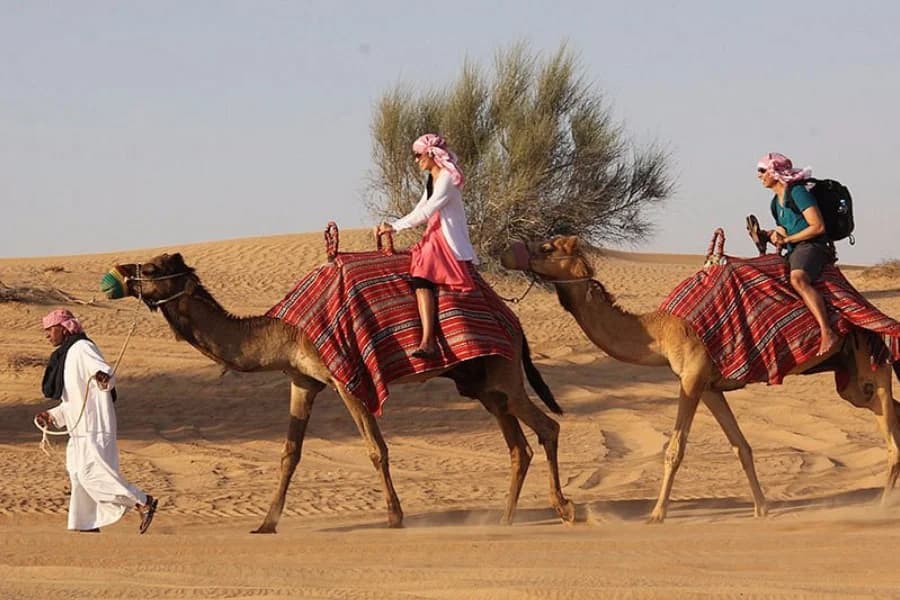 Explore the Dubai Desert Conservation Reserve
