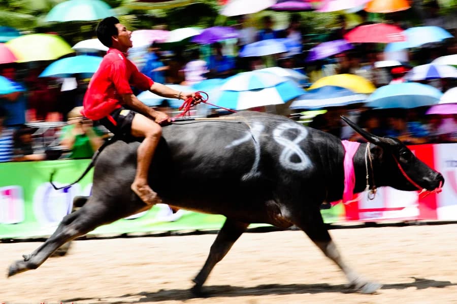 Wing Kwai (Buffalo Racing Festival)