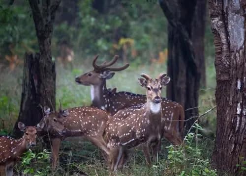 Bandipur – Masinagudi – Ooty Forest & Hill Escape