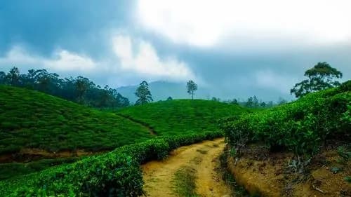 Coorg & Wayanad Escape