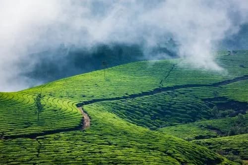 Coorg Cultural Blend