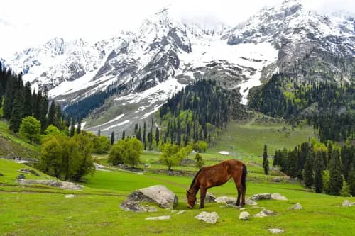 KASHMIR PARADISE ROADTRIP (5N/6D)