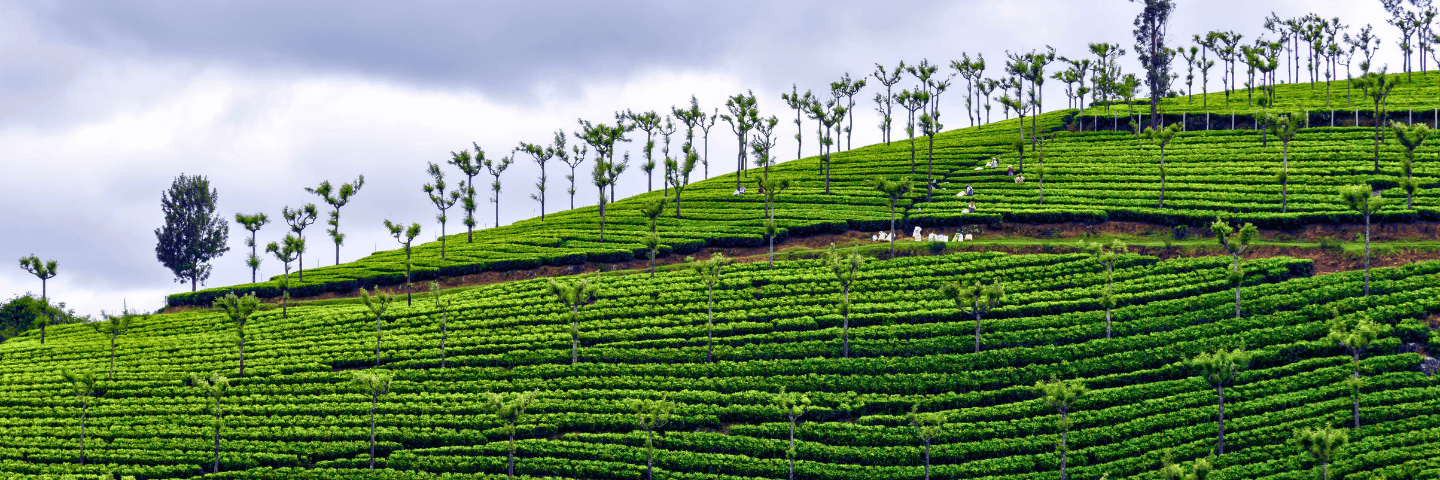 South India
