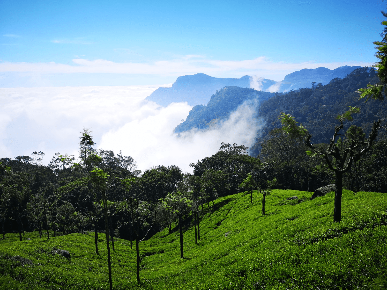 Mysore Coorg Ooty The Complete Hill Circuit